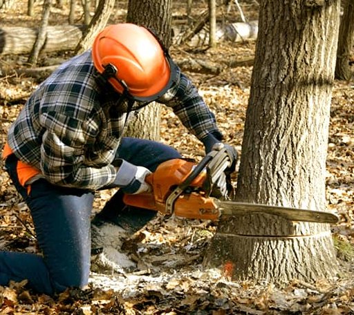 Tree Removal in Montpelier Station, VA
